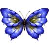 Luminous Gentian Butterfly