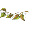 leaves