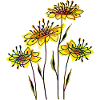 Fleur