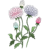Fleur
