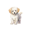 Funny Dog Bichon Pajamas