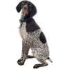 German Shorthair