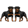 Doppio Rottweiler Duo Due Cani Fianco a Fianco
