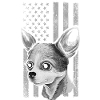 Chihuahua Chihuahueño American