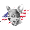 Chihuahua Chihuahueño American