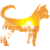 Chihuahua Chihuahueño Sunset Beach