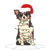 Chihuahua Chihuahueño Christmas