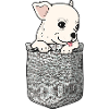 Chihuahua Chihuahueño Pocket