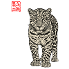 Leopard Asian