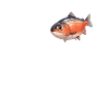 Lachse Lachs