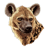 Savannah hyena illustration