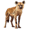 hyena