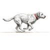 Saut, Tunnel, Tissage, Répétition, Agilité Dog