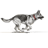 Agility German Shepherd Jump Tunnel Repeat