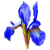 Iris, iris