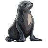 Seelöwen Seelöwe