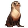 Seelöwen Seelöwe