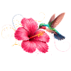 Hummingbird at hibiscus flower