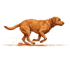 Agility Labrador Jump Tunnel Repeat