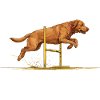 Agility Labrador Jump Tunnel Repeat