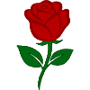 Red Rose