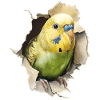 Funny budgie