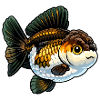 Yuanbao Panda High Quality Goldfish