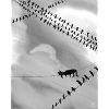 Monochrome cat on Power Lines