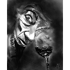 Monochrome Mirage Glass and Gaze