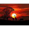 Retro Pixel Art African Savannah Sunset