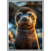 Sea Lions Sea Lion