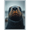 Sea Lions Sea Lion