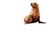 Sea Lions Sea Lion