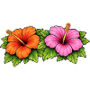 Hibiscus Flowers