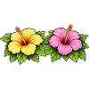 Hibiscus Tropical Flowers