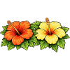 Hibiscus in tropical flowers