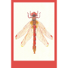 Red Dragonfly Illustration