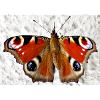 Peacock Eye Butterfly Pattern