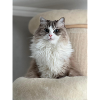 Fluffy Cat King