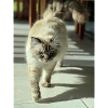 Sunpaw Cat