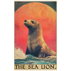 Seelöwen Seelöwe