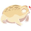 Frosch Desert Rain Frog