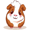guinea pig