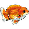 Humped Buffalo Ranchu High Quality Goldfish