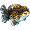 Rare Grade High Quality Ranchu Goldfish