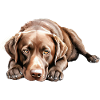 Labrador Retriever Dog