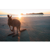 Kangaroo on the beach at sunrise