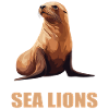 Seelöwen Seelöwe