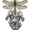 Dragonfly over iris flowers