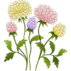 Fleur